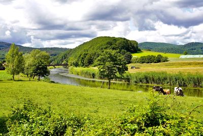 Scenic view of green plants against cloudy sky