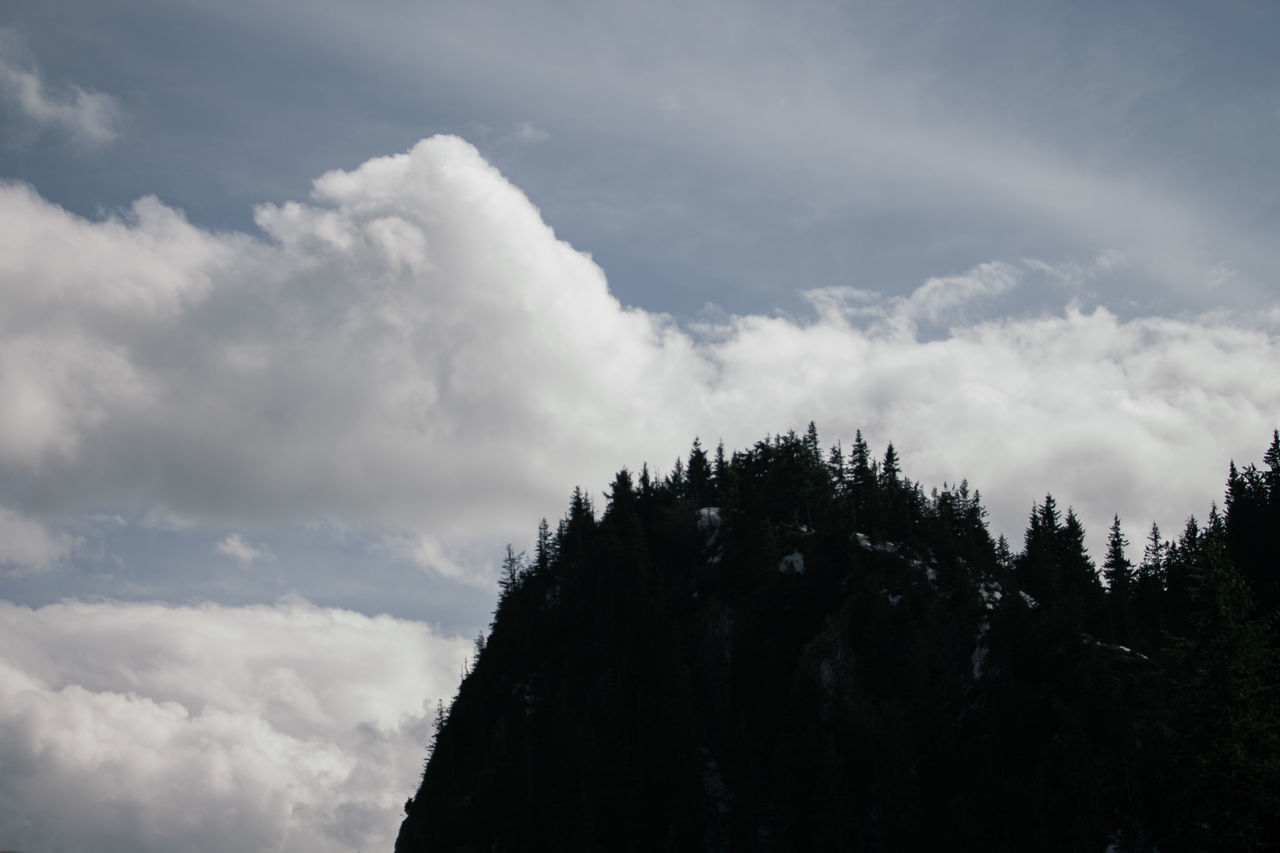 LOW ANGLE VIEW OF SILHOUETTE PLANTS AGAINST SKY