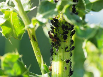 Close-up of insect on plant