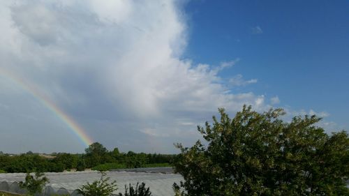 Low angle view of rainbow over trees against sky