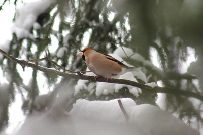 Low angle view of bird perching on branch