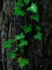 Close-up of ivy growing on tree trunk