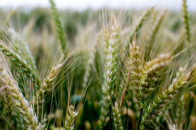 Close-up of wheat growing on field