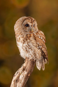 Close-up of bird perching on branch