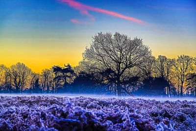 Flower tree against sky during sunset