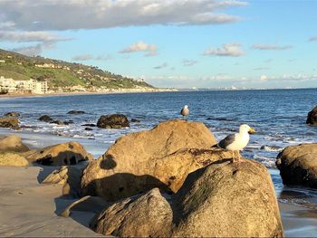 View of birds on beach against sky