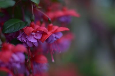 Close-up of red flower