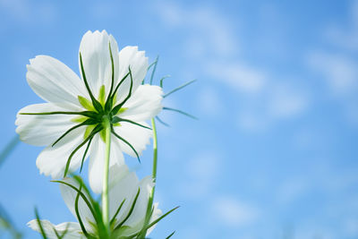 Cosmos flower with sky background