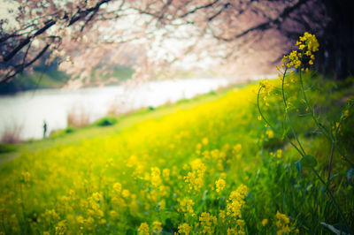 Scenic view of oilseed rape field