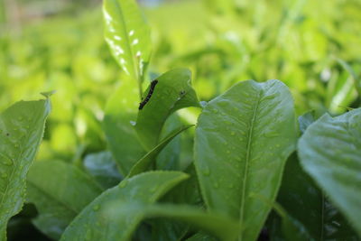 Close-up of raindrops on leaves