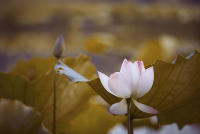 Close-up of lotus water lily