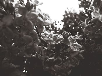 Close-up of flowers blooming on tree