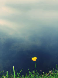 Yellow flowering plants against sky