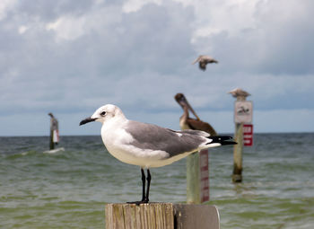 Seagull perching on wooden post