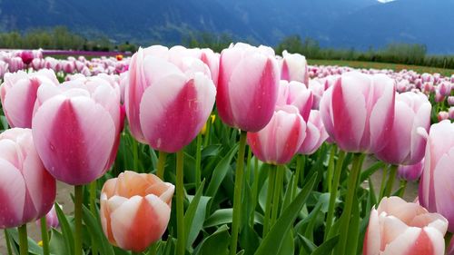 Close-up of pink tulips blooming on field