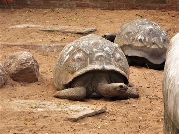 View of tortoise in zoo