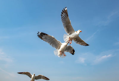 Low angle view of seagull flying against clear sky, chasing after food to eat.