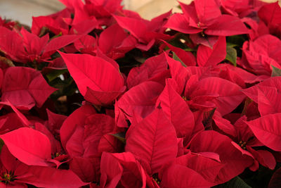 Red poinsettia, traditional colourful holiday pot plants, for sale in a garden centre. 