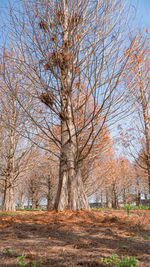 Bare trees in forest during autumn