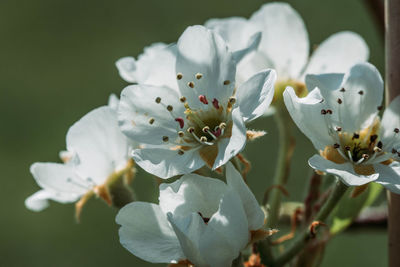 Close-up of white cherry blossoms