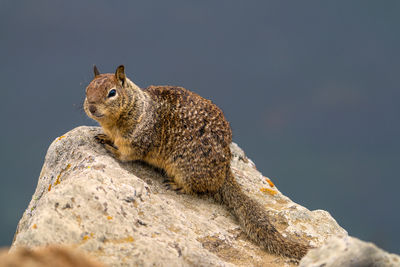 Close-up of ground squirrel on rock