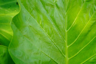 Close-up of green leaf