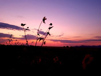 Silhouette plants on field against sky at sunset