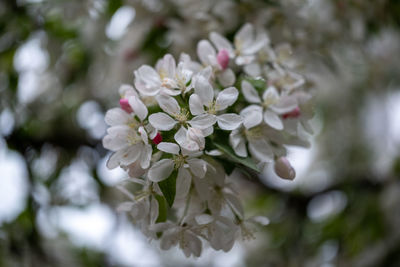 Close-up of white cherry blossoms in spring