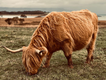 Highland cow