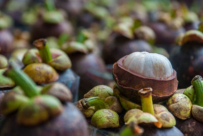 Close-up of fresh vegetables