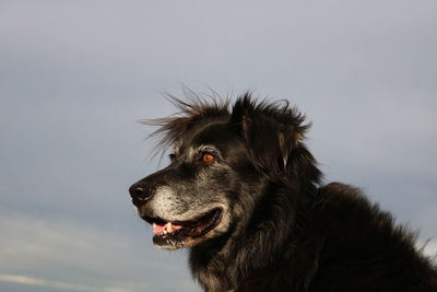 Close-up of a dog looking away