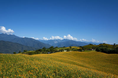 Scenic view of field against blue sky