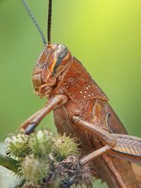 Close-up of butterfly on plant