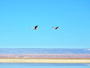Birds flying over sea against clear blue sky