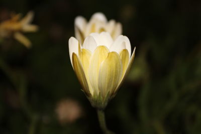Close-up of white flower