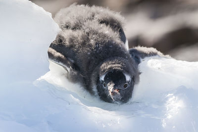 Close-up of dog on snow