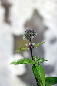 Close-up of plant growing on plant