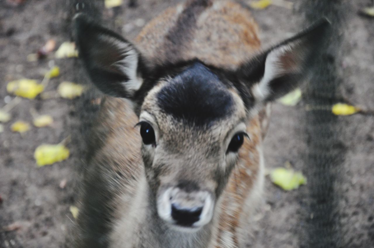 mammal, one animal, animal wildlife, looking at camera, portrait, vertebrate, animals in the wild, no people, close-up, day, animal body part, domestic animals, high angle view, focus on foreground, outdoors, herbivorous, snout