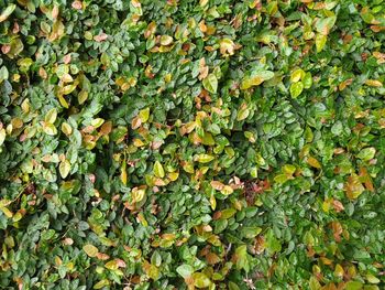 Full frame shot of fresh green leaves