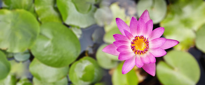 Close-up of pink flowering plant