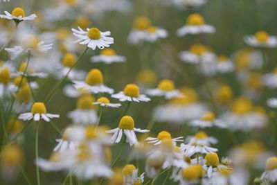 Close-up of white flowering plants on field