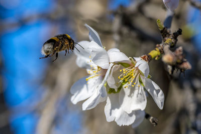 Close-up of bee pollinating on flower