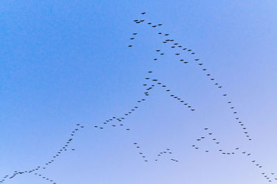 Low angle view of birds flying in the sky