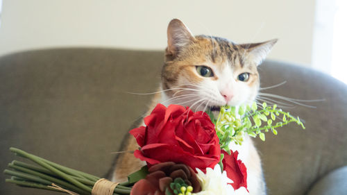 Close-up of a cat against white wall