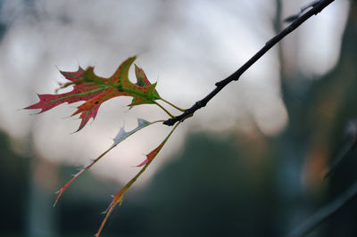 Close-up of maple leaves on branch