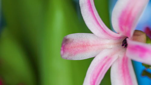 Close-up of pink lily blooming outdoors