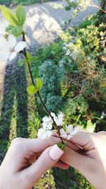 Close-up of cropped hand holding plant