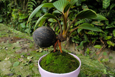 Close-up of snail on plant