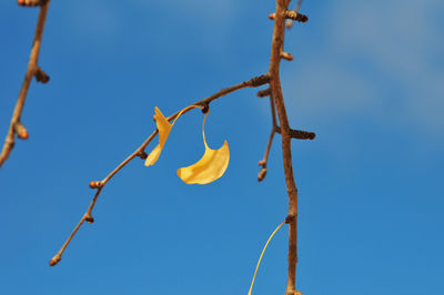 Low angle view of plant against clear blue sky