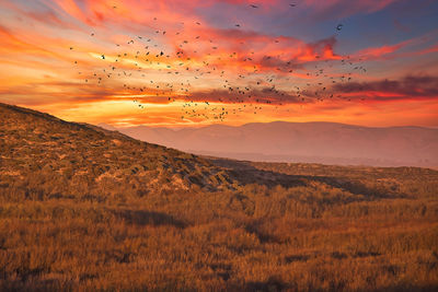 Scenic view of field against sky during sunset